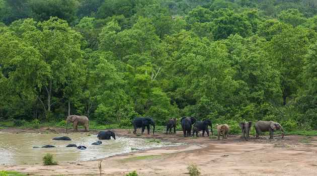 Safari & Cultural Experience