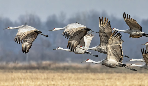 Birdwatching & River Safari