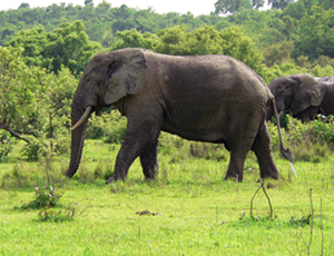 Visit the Mole National Park