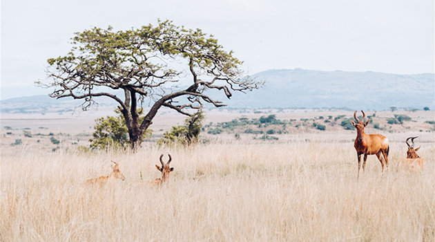 Final Safari & Departure
